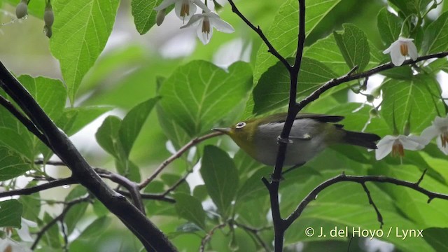 Warbling White-eye - ML201508481