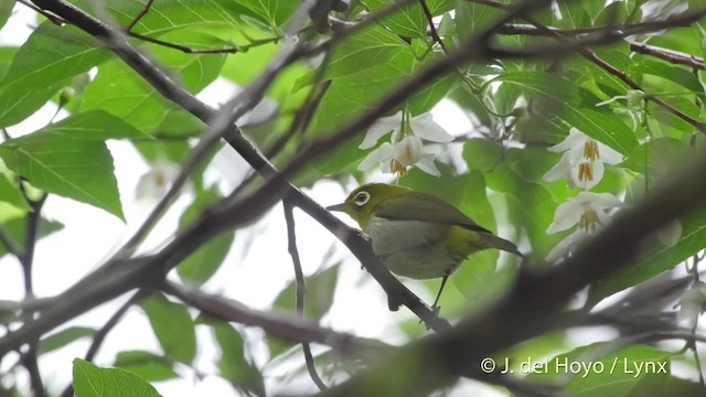 Warbling White-eye - ML201508491