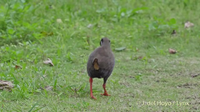 ヤンバルクイナ - ML201508631