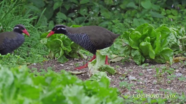 Okinawa Rail - ML201508641