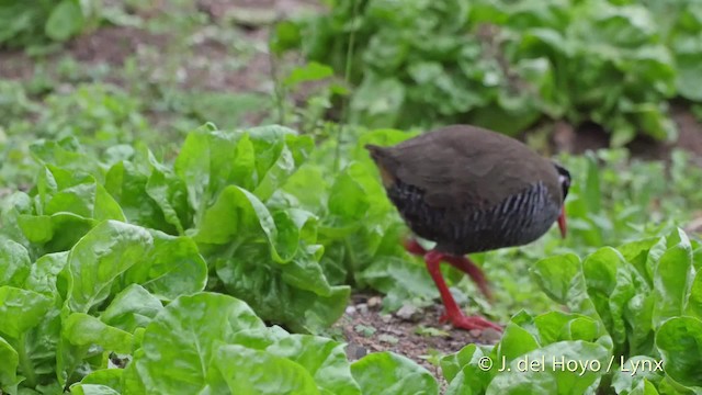 ヤンバルクイナ - ML201508651