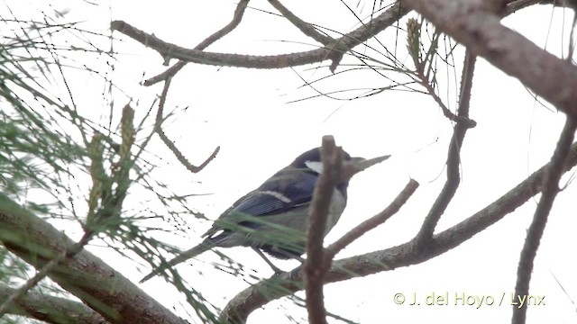 Japanese Tit (Okinawa) - ML201508681