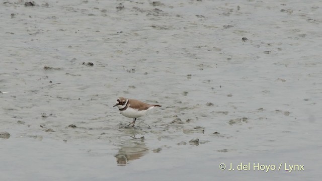 kulík říční (ssp. curonicus) - ML201508711