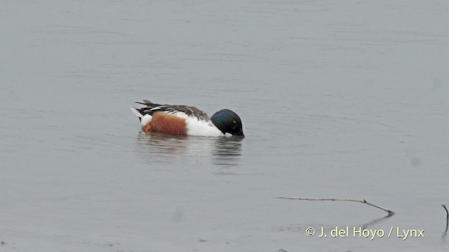 Northern Shoveler - ML201508741