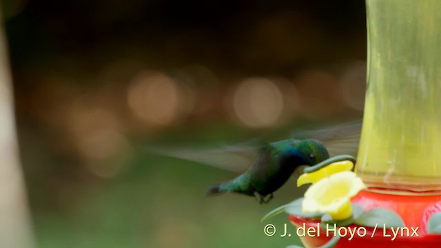 Black-throated Mango - ML201508761