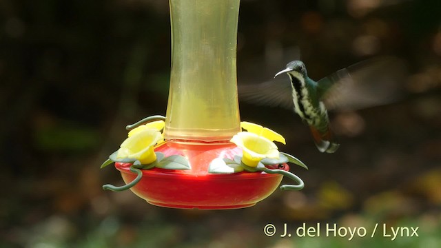 Black-throated Mango - ML201508771
