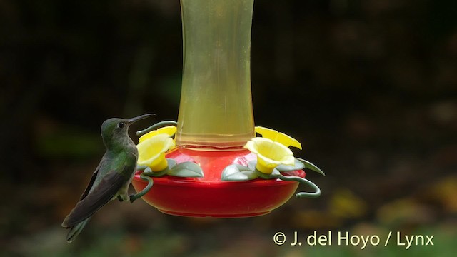 kolibřík skvrnitoprsý [skupina cuvierii] - ML201508821