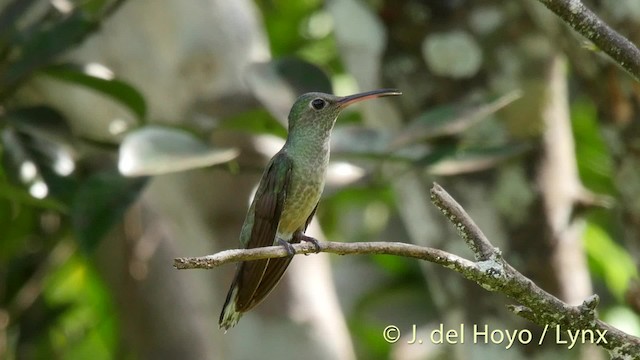 kolibřík skvrnitoprsý [skupina cuvierii] - ML201508831