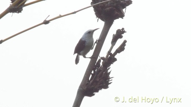 White-headed Wren - ML201508851