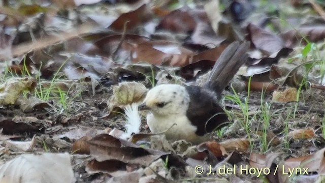 White-headed Wren - ML201508861