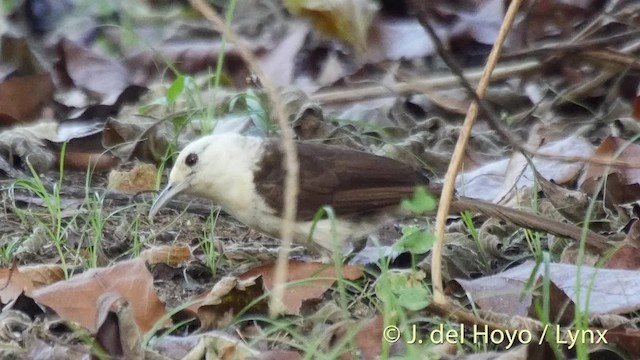 White-headed Wren - ML201508871