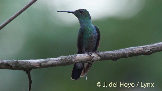 Colibrí de Buffon (grupo buffonii) - ML201508881