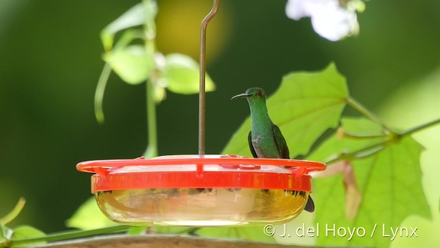 Colibri de Buffon (groupe buffonii) - ML201508891