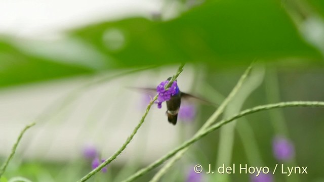 gullhalekolibri - ML201508981