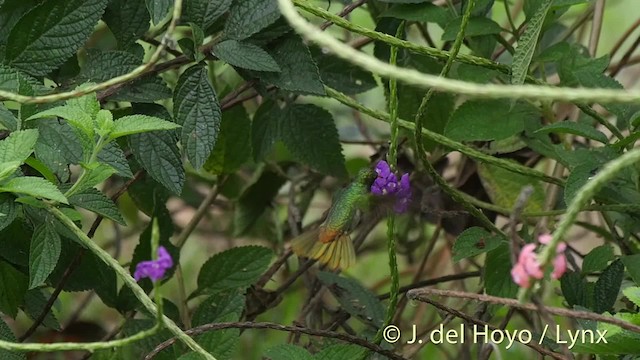 Blue-throated Goldentail - ML201508991