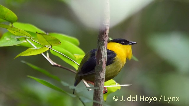 Golden-collared Manakin - ML201509031