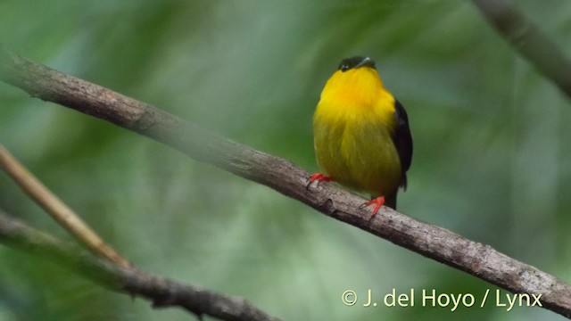 Golden-collared Manakin - ML201509041