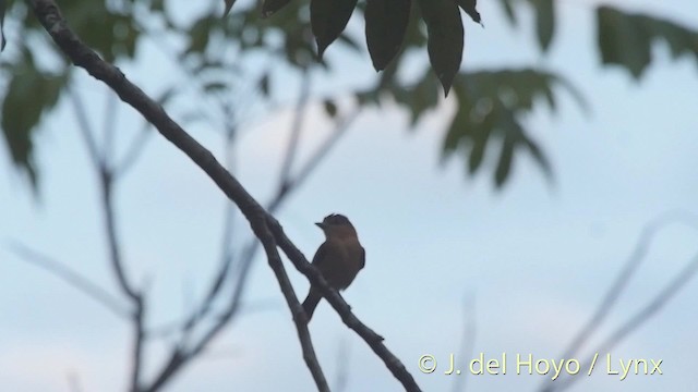 Cinnamon Becard - ML201509071
