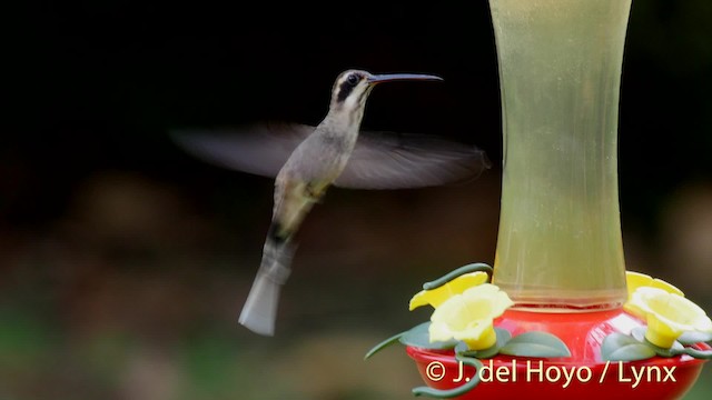 Fleckenkehl-Schattenkolibri - ML201509081