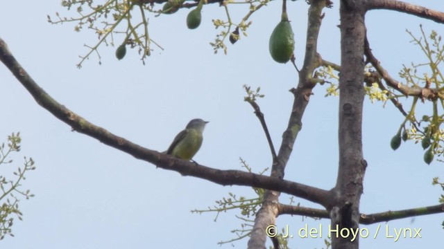 Sooty-headed Tyrannulet - ML201509091