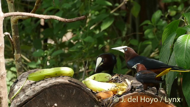 Chestnut-headed Oropendola - ML201509111