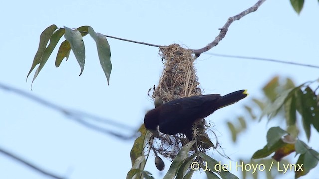 Chestnut-headed Oropendola - ML201509121