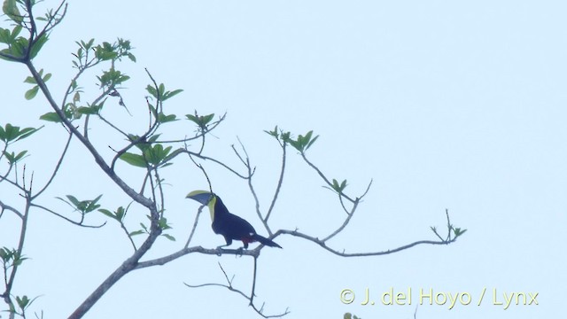 Tucán Pechigualdo (swainsonii) - ML201509131