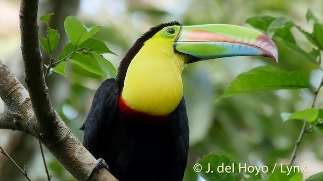 Toucan à carène - ML201509141