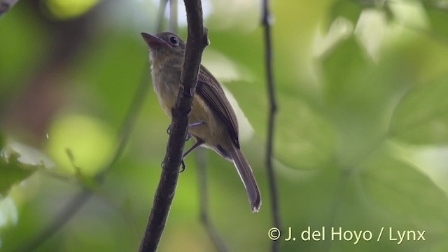 Western Olivaceous Flatbill - ML201509151