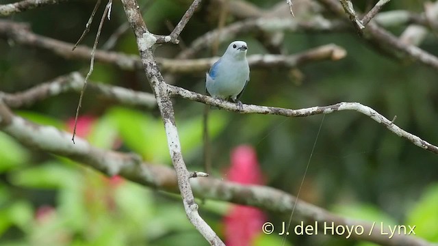 Blue-gray Tanager (Blue-gray) - ML201509161