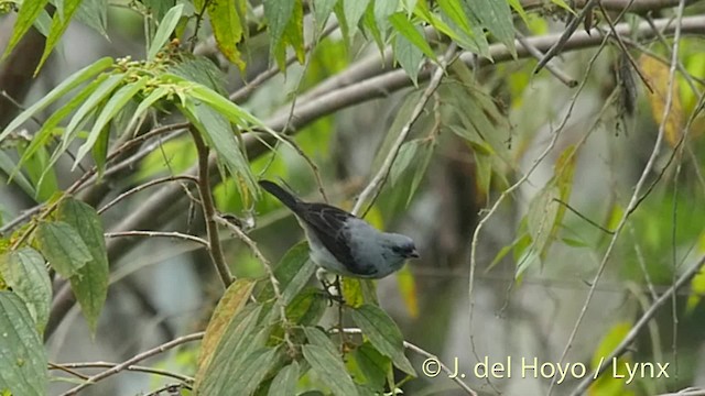 Tangara Cenicienta - ML201509171