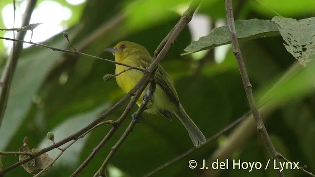 Tyranneau à poitrine jaune - ML201509181