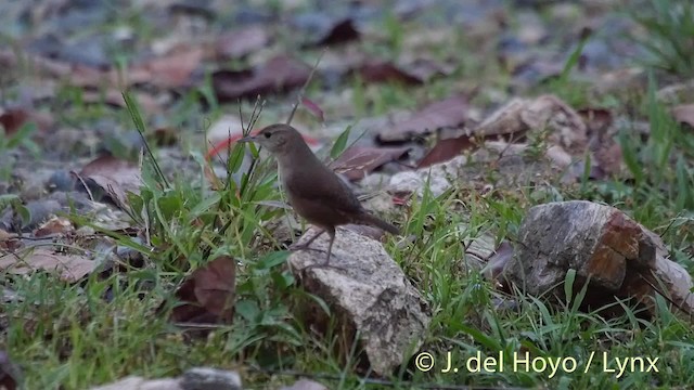 Southern House Wren - ML201509191