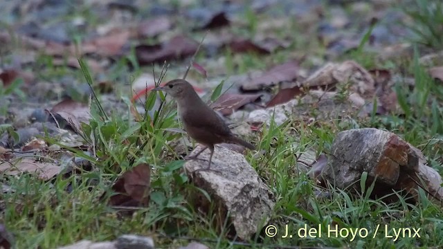 House Wren (Southern) - ML201509191