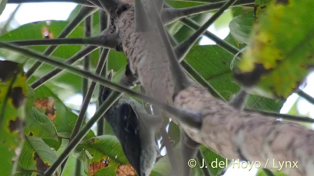 Queue-grise des feuilles - ML201509201