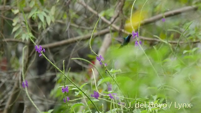 Black-throated Mango - ML201509211