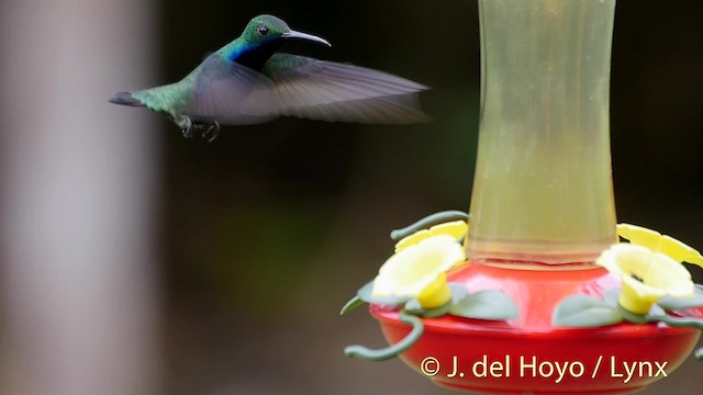 Black-throated Mango - ML201509221