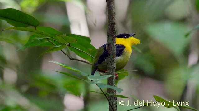 Golden-collared Manakin - ML201509231