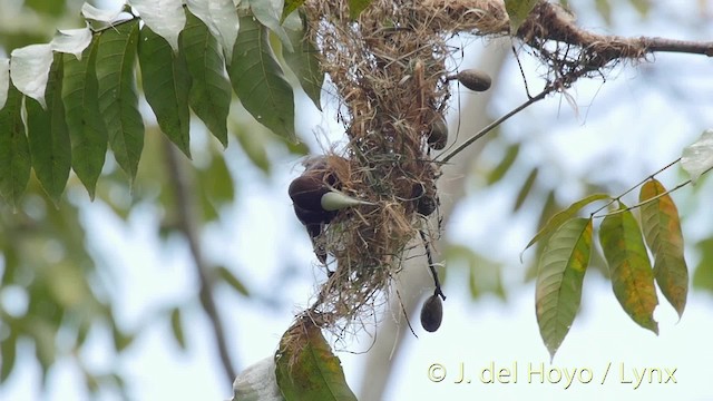 Chestnut-headed Oropendola - ML201509241