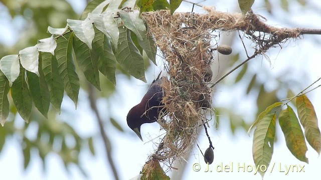 Chestnut-headed Oropendola - ML201509251