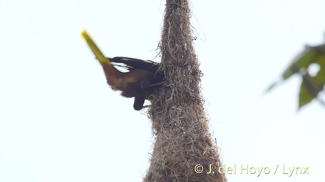 Chestnut-headed Oropendola - ML201509261