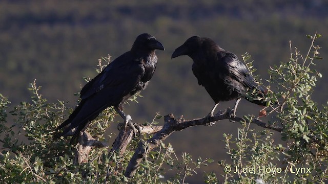 Common Raven - ML201509311