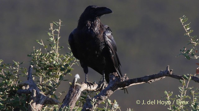 Common Raven - ML201509321