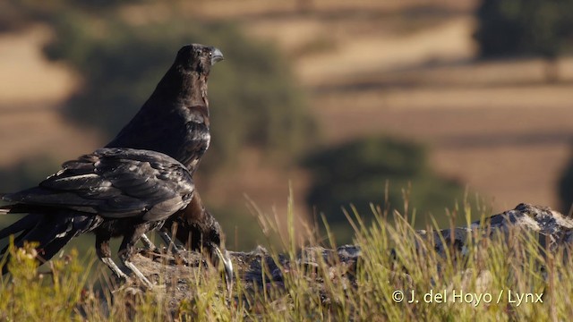 Common Raven - ML201509331