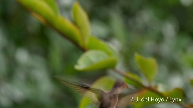 Brown Violetear - ML201509471