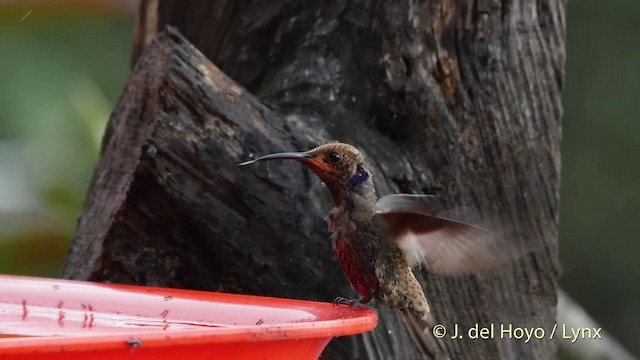 Brown Violetear - ML201509481