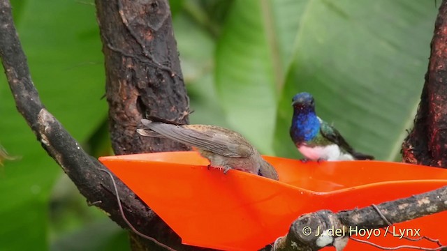 Brown Violetear - ML201509491