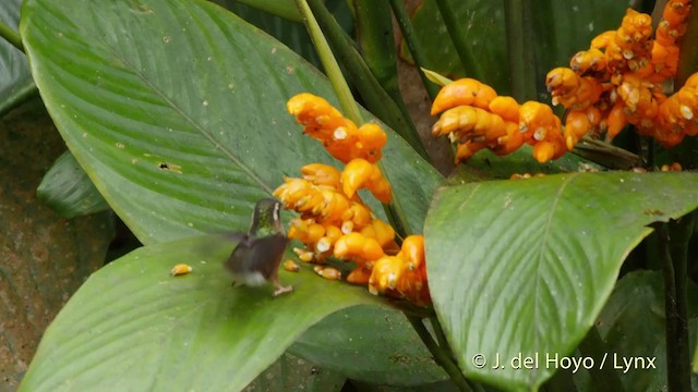 Colibrí Jaspeado (grupo melanogenys) - ML201509511