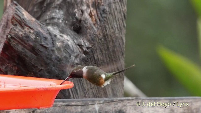 Colibrí de Mitchell - ML201509551