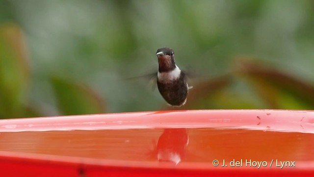 Colibrí de Mitchell - ML201509561